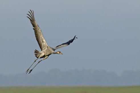 Germany, Mecklenburg-Western Pomerania, Common crane, Grus grus, flying, young animal - HACF000060