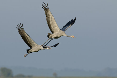 Germany, Mecklenburg-Western Pomerania, Common cranes, Grus grus, Adult and young animal, flying - HACF000061