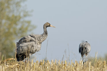 Deutschland, Mecklenburg-Vorpommern, Kranich, Grus grus, Jungtier - HACF000064