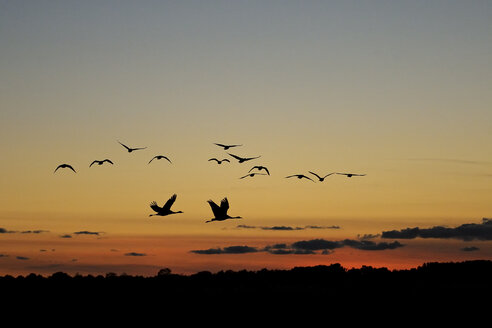 Germany, Mecklenburg-Western Pomerania, Common cranes, Grus grus, flying at sunrise - HACF000065