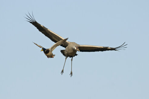 Germany, Mecklenburg-Western Pomerania, Common crane, Grus grus, and mallard, Anas platyrhynchos, flying - HACF000067