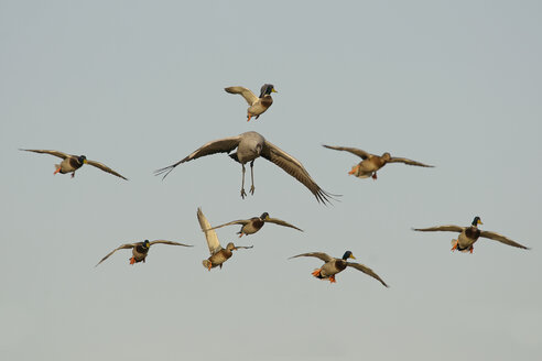 Deutschland, Mecklenburg-Vorpommern, Kranich, Grus grus, und Stockente, Anas platyrhynchos, fliegend - HACF000068