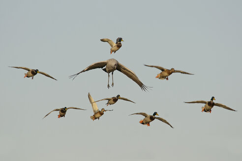 Germany, Mecklenburg-Western Pomerania, Common crane, Grus grus, and mallard, Anas platyrhynchos, flying - HACF000068