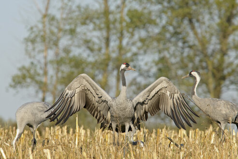 Germany, Mecklenburg-Western Pomerania, Common cranes, Grus grus - HACF000049