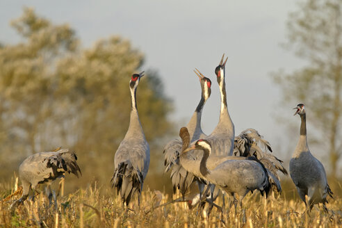 Germany, Mecklenburg-Western Pomerania, Common cranes, Grus grus - HACF000051