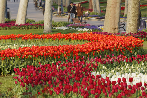 Turkey, Istanbul, Gulhane Park, Blooming tulips - SIEF005312