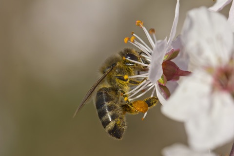 Deutschland, Bayern, Honigbiene, Apis, Pollensammeln von Blüten, lizenzfreies Stockfoto