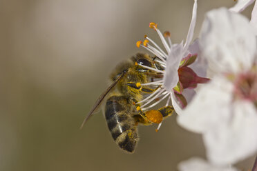 Deutschland, Bayern, Honigbiene, Apis, Pollensammeln von Blüten - YFF000108
