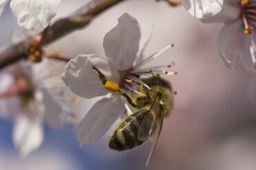 Germany, Bavaria, Honey bee, Apis, collecting pollen from flowers - YFF000109