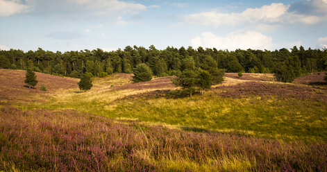 Deutschland, Niedersachsen, Lüneburger Heide - FCF000073