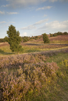 Deutschland, Niedersachsen, Lüneburger Heide - FCF000085