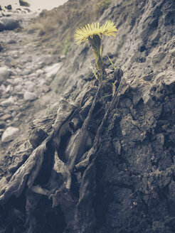 Rügen, Ostsee, Mecklenburg-Vorpommern, Insel, Winter, Strand, Meer, Huflattich, Tussilago farfara - MJF001078