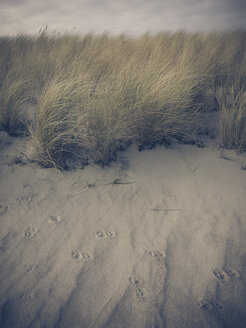 Rügen, Ostsee, Mecklenburg-Vorpommern, Insel, Winter, Strand, Meer, Strandhafer - MJF001051