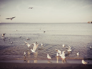 Rügen, Ostsee, Mecklenburg-Vorpommern, Insel, Winter, Strand, Meer, Möwen, Binz, Lachmöwe, Chroicocephalus ridibundus - MJF001042