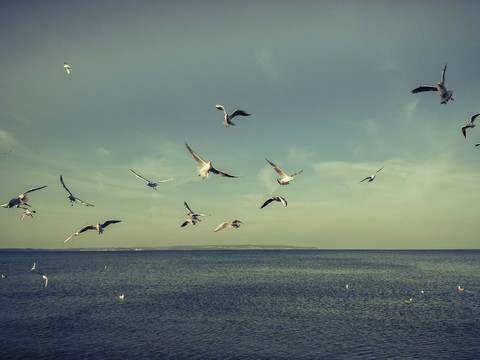 Rügen, Ostsee, Mecklenburg-Vorpommern, Insel, Winter, Strand, Meer, Möwen, Binz, Lachmöwe, Chroicocephalus ridibundus, lizenzfreies Stockfoto