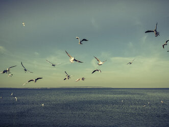 Ruegen, Baltic Sea, Mecklenburg-Vorpommern, Island, winter, Beach, sea, seagulls, Binz, Black-headed Gull, Chroicocephalus ridibundus - MJF001072