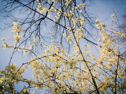 Forsythie, Frühling, Busch, Sachsen, Deutschland, Forsythia x intermedia, Forsythie - MJF001005