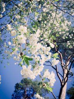 Frühling, Blumen, Sonne, blühende Bäume, Sachsen, Deutschland, Kirschblüte - MJF001026