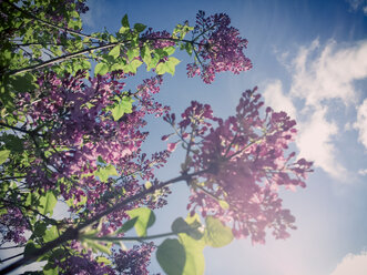 Lilacs, shrubs, Saxony, Germany - MJF001058