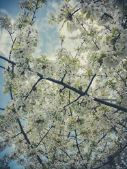 Spring, fruit trees, Saxony, Germany, pear tree, pear blossom, Pyrus - MJF001056