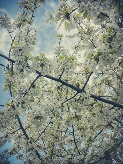 Frühling, Obstbäume, Sachsen, Deutschland, Birnbaum, Birnblüte, Pyrus - MJF001056