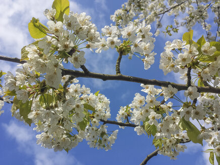 Frühling, Blumen, Sonne, blühende Bäume, Sachsen, Deutschland - MJF001054