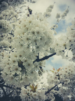 Frühling, Obstbäume, Sachsen, Deutschland, Birnbaum, Birnblüte, Pyrus - MJF001021