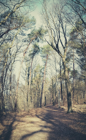 Wälder, Vorst. Quelle, Sachsen, Deutschland, lizenzfreies Stockfoto