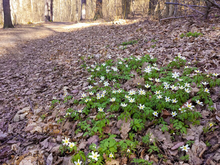 Frühling, Sachsen, Deutschland, Frühlingsblüher, Buschwindröschen, Anemone nemorosa - MJF001019