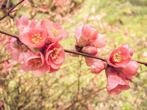 Blüte, Frühling, Strauch, Sachsen, Deutschland, Japanische Quitte, Chaenomeles - MJF001018