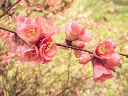 Blüte, Frühling, Strauch, Sachsen, Deutschland, Japanische Quitte, Chaenomeles - MJF001018