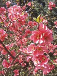 Blüte, Frühling, Strauch, Sachsen, Deutschland, Japanische Quitte, Chaenomeles - MJF001041