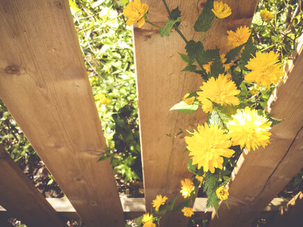 Blumen, Frühling, Gartenzaun, Sachsen, Deutschland, Kerria, Goldblüten, Kerria japonica - MJF001039