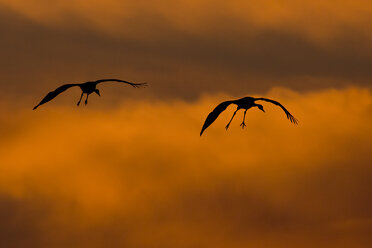 Germany, Mecklenburg-Western Pomerania, Common Cranes, Grus grus, at sunrise - HACF000070