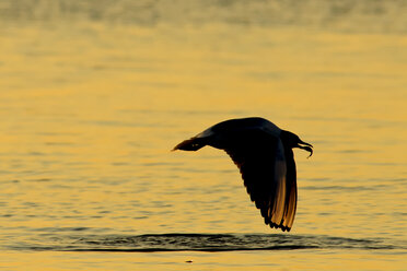 Germany, Mecklenburg-Western Pomerania, Seagull, Laridae, at sunset - HACF000071