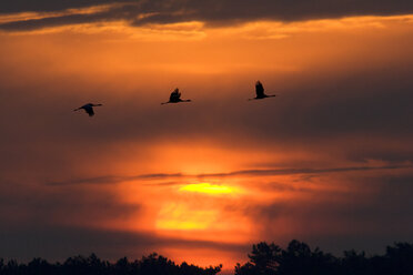 Germany, Mecklenburg-Western Pomerania, Common Cranes, Grus grus, at sunrise - HACF000072