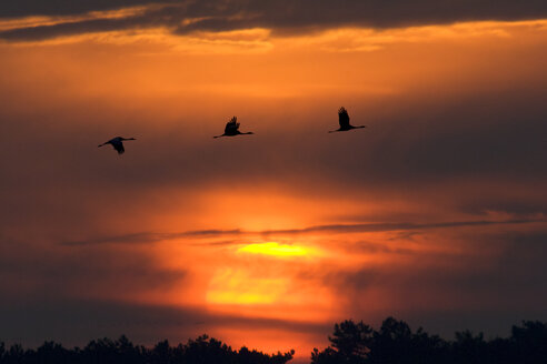 Deutschland, Mecklenburg-Vorpommern, Kranich, Grus grus, bei Sonnenaufgang - HACF000072