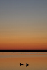 Deutschland, Schleswig-Holstein, Nordsee, Graugänse, Anser anser bei Sonnenuntergang - HACF000073