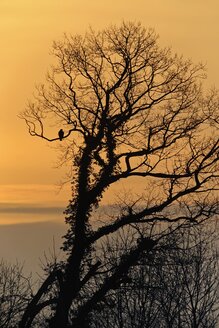 Germany, Schleswig-Holstein, Buzzard, Buteo, in a tree at sunset - HACF000085