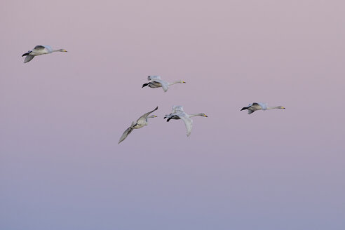 Germany, Schleswig-Holstein, Whooper swans, Cygnus Cygnus, at sunset - HACF000076