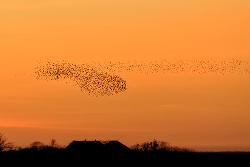 Germany, Schleswig-Holstein, Sunset and starlings, Sort Sol - HACF000077