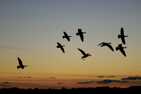 Germany, Mecklenburg-Western Pomerania, Grey geese, Anser anser, at sunset - HACF000078