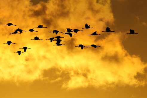 Germany, Mecklenburg-Western Pomerania, Grey geese, Anser anser, at sunrise - HACF000079