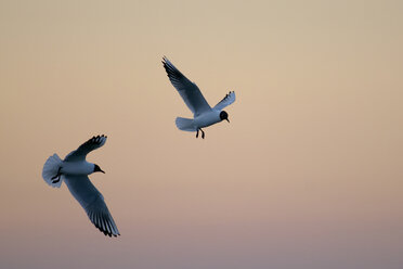 Deutschland, Schleswig-Holstein, Lachmöwen, Chroicocephalus ridibundus, bei Sonnenuntergang - HACF000080