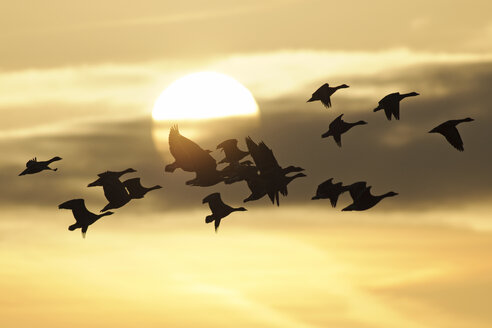 Germany, Mecklenburg-Western Pomerania, Grey geese, Anser anser, at sunset - HACF000082