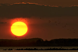 Deutschland, Schleswig-Holstein, Sonnenuntergang und Vogelflug - HACF000083