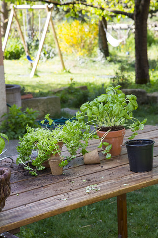 Holztisch mit Blumentöpfen, Gärtnertöpfen, Basilikum und Petersilie im Garten, lizenzfreies Stockfoto