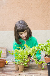 Little girl repotting parsley on wooden table - LVF001142