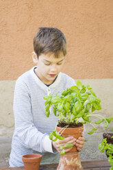 Boy repotting basil on wooden table - LVF001143
