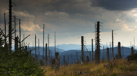 Germany, Bavaria, Bavarian Forest National Park, Forest dieback - FCF000083